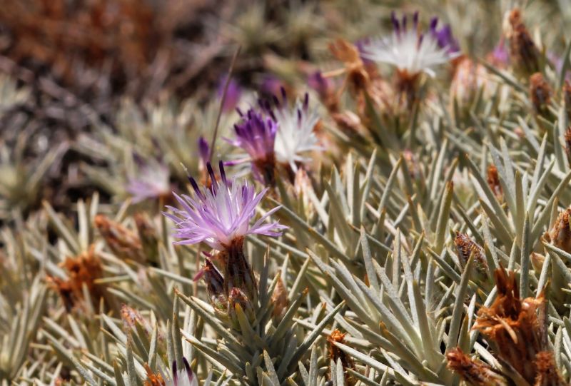 Centaurea horrida / Fiordaliso spinoso